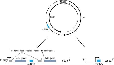 Biology of Polyomavirus miRNA